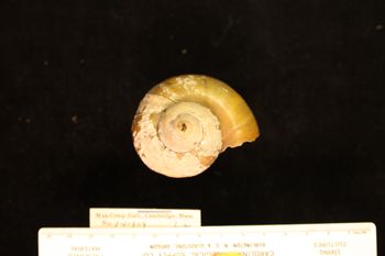 Media type: image; Malacology 141909